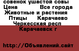 совенок ушастой совы › Цена ­ 5 000 - Все города Животные и растения » Птицы   . Карачаево-Черкесская респ.,Карачаевск г.